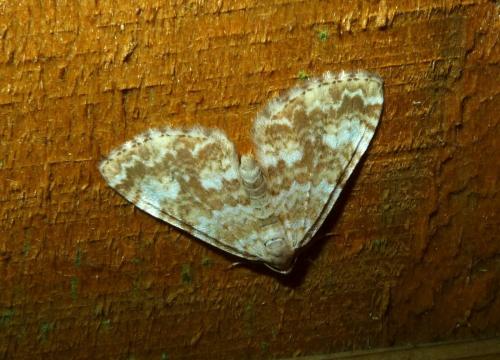 Perizoma flavofasciata